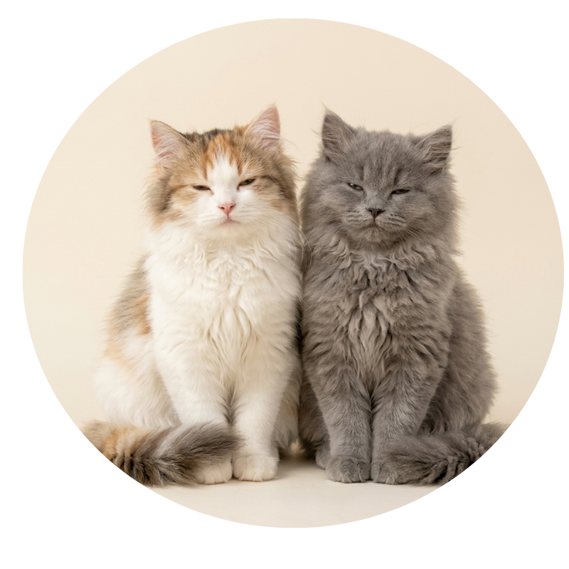 Gatos